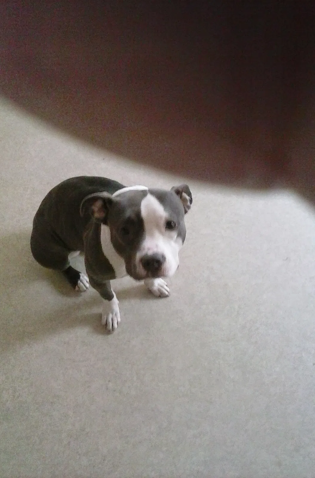 Lost dog in Orlando, FL, 32805