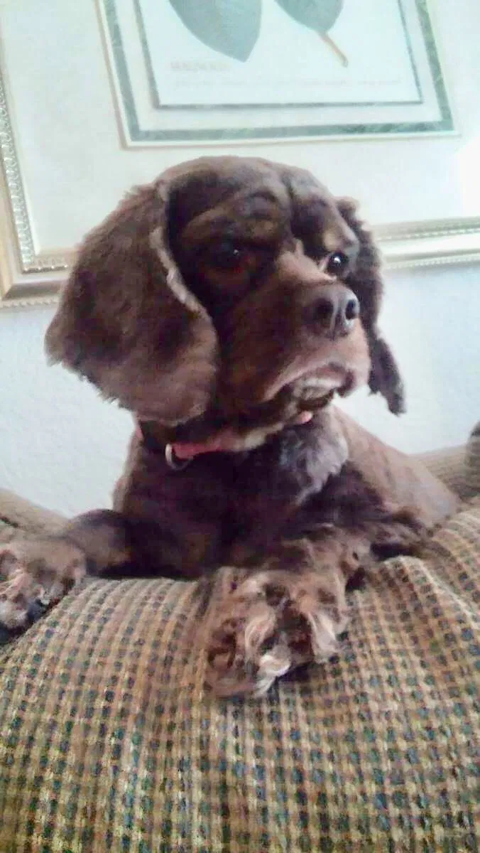 Lost dog in Oklahoma City, OK, 73111