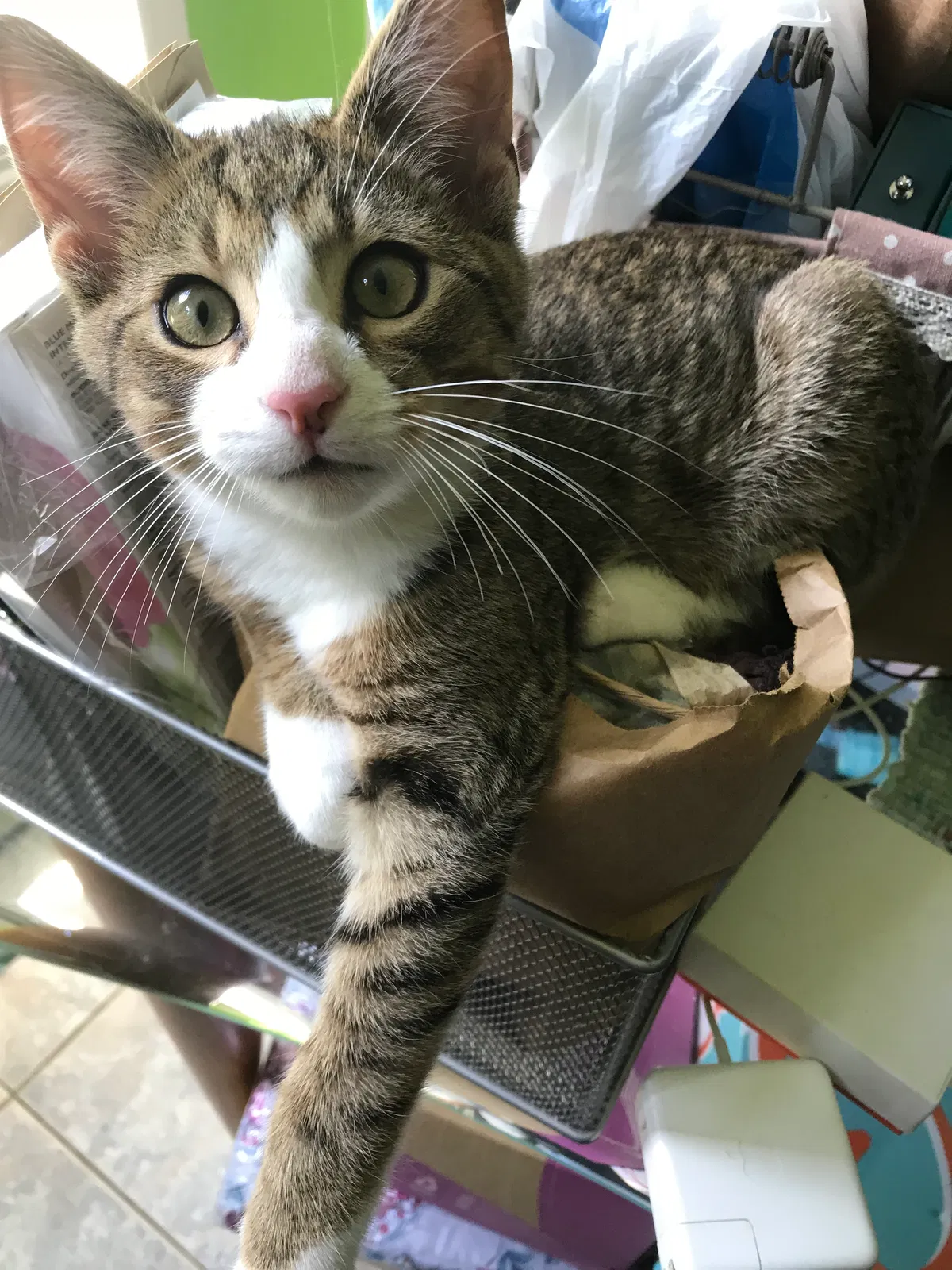 Lost cat in High Point, NC, 27265