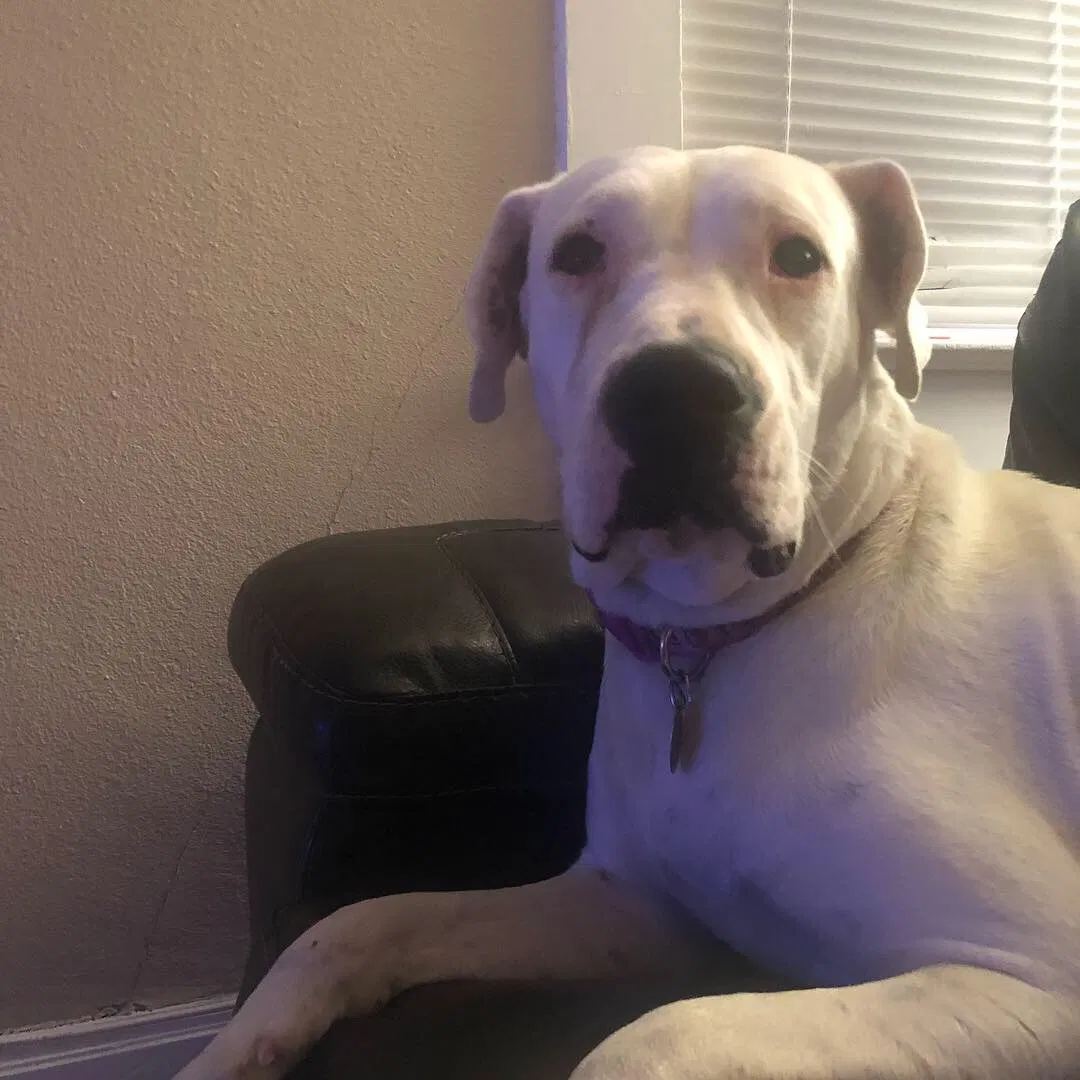 Lost dog in El Paso, TX, 79930
