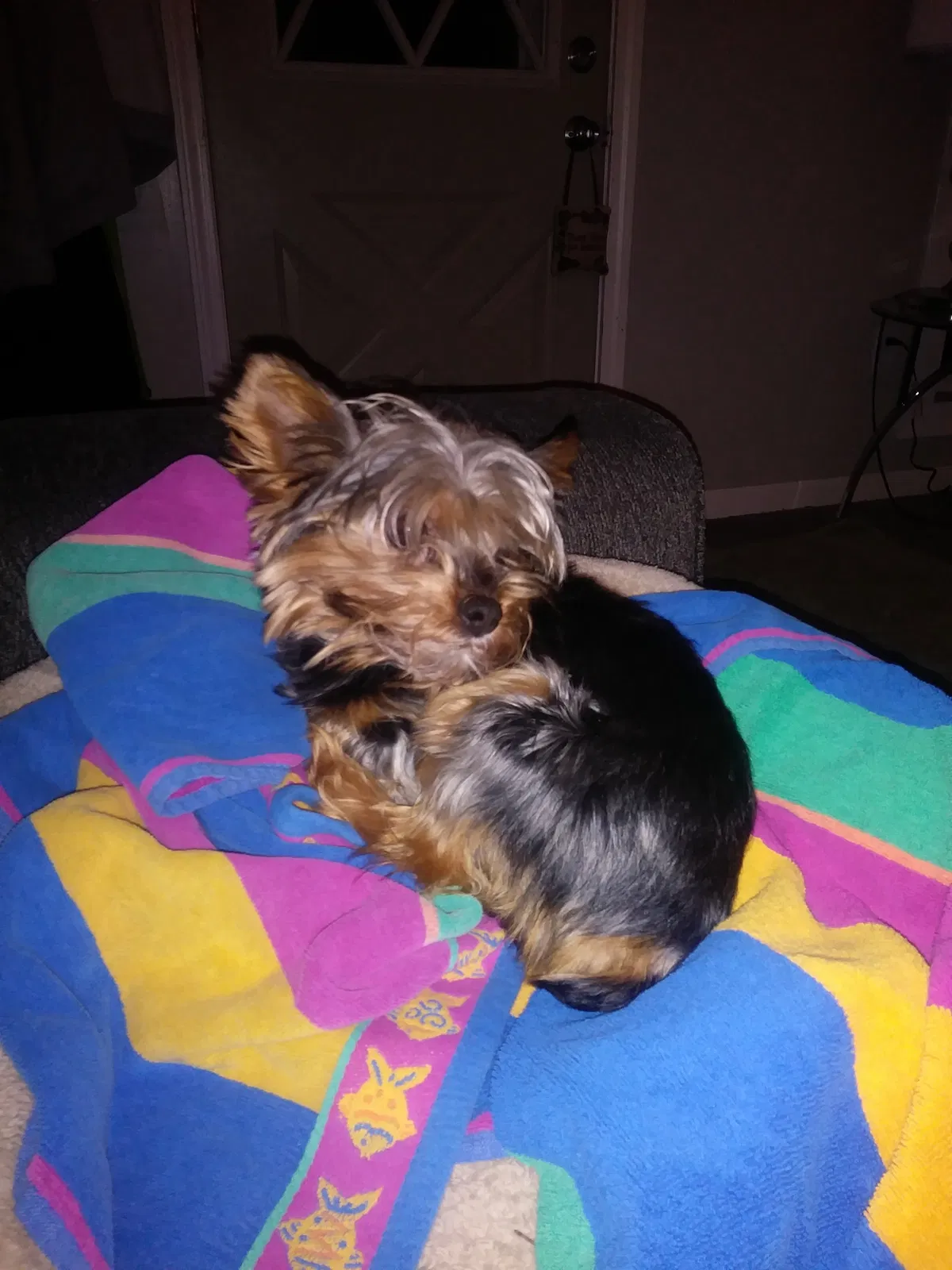 Lost dog in Indianapolis, IN, 46227