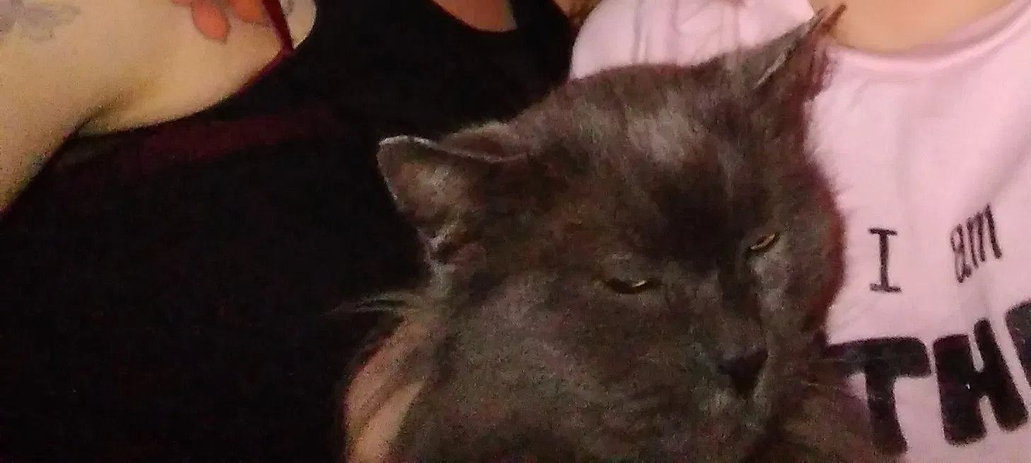 Lost cat in Flint, MI, 48507