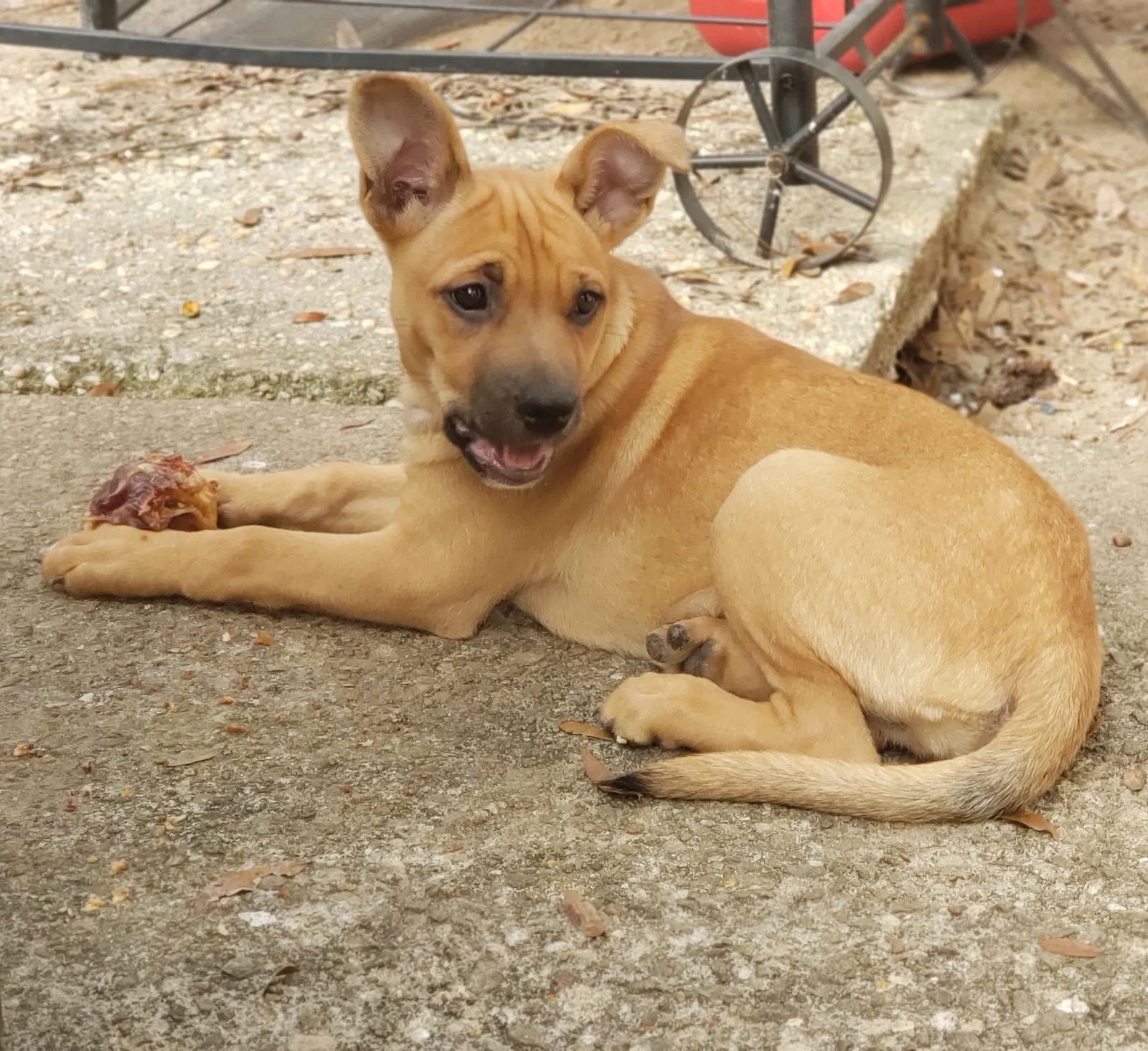 Lost dog in Tallahassee, FL, 32303