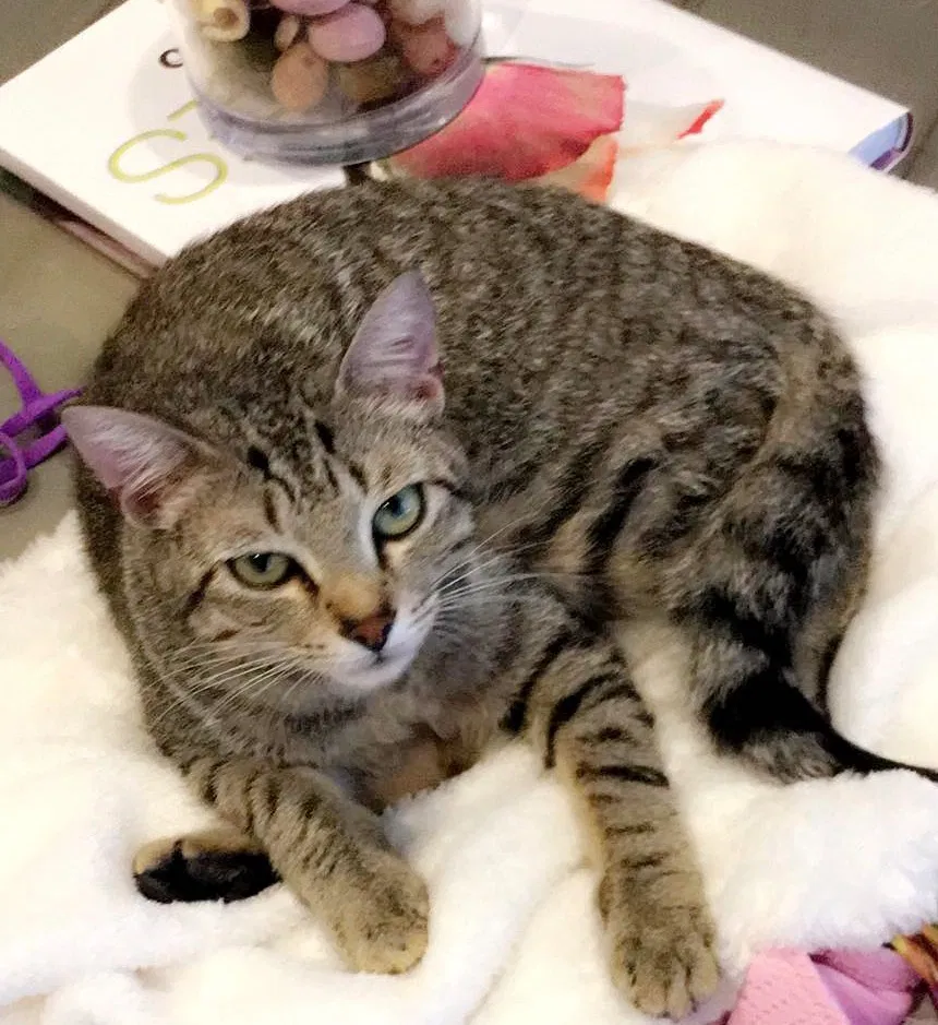 Lost cat in Baytown, TX, 77523