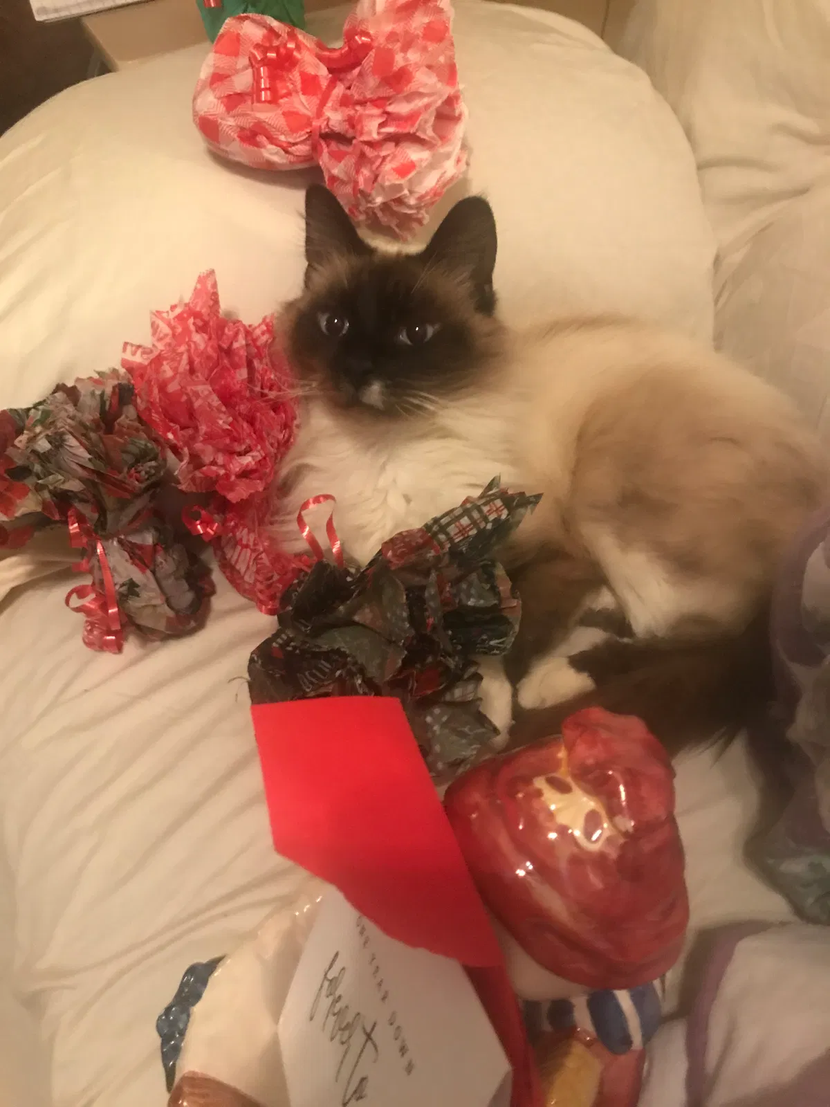 Lost cat in Old Fort, NC, 28762