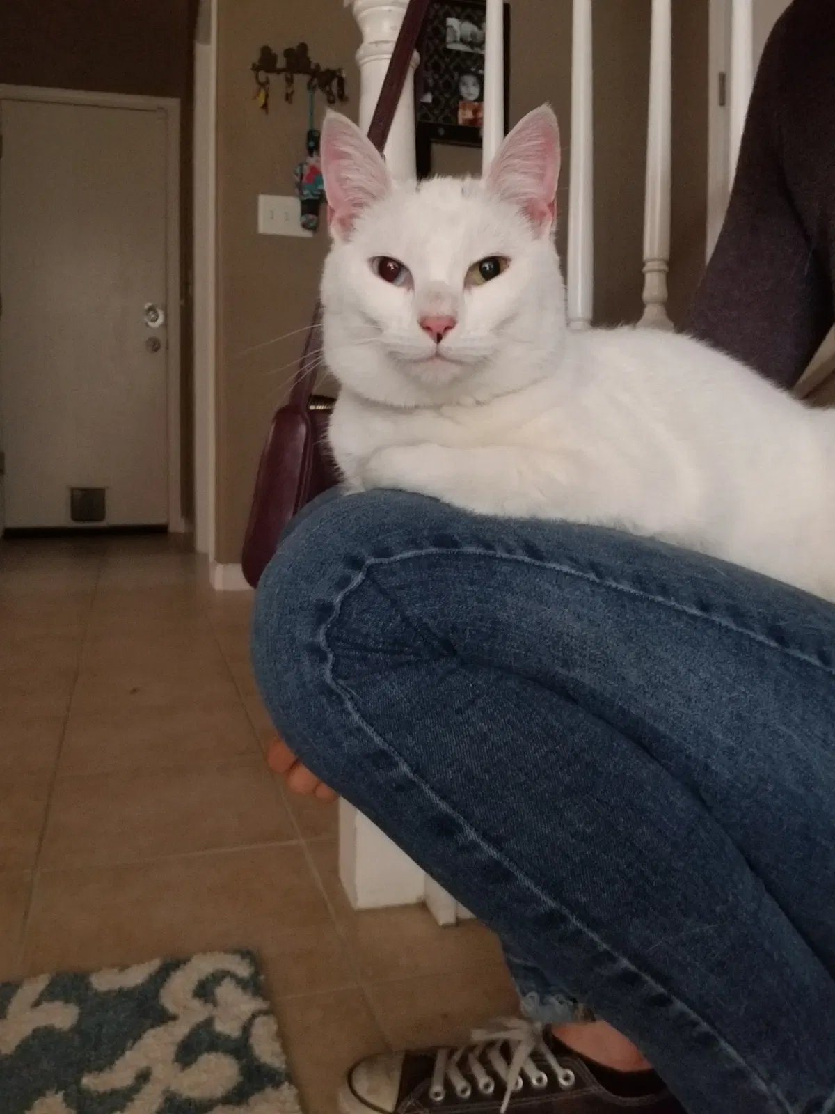 Found cat in Fresno, CA, 93722