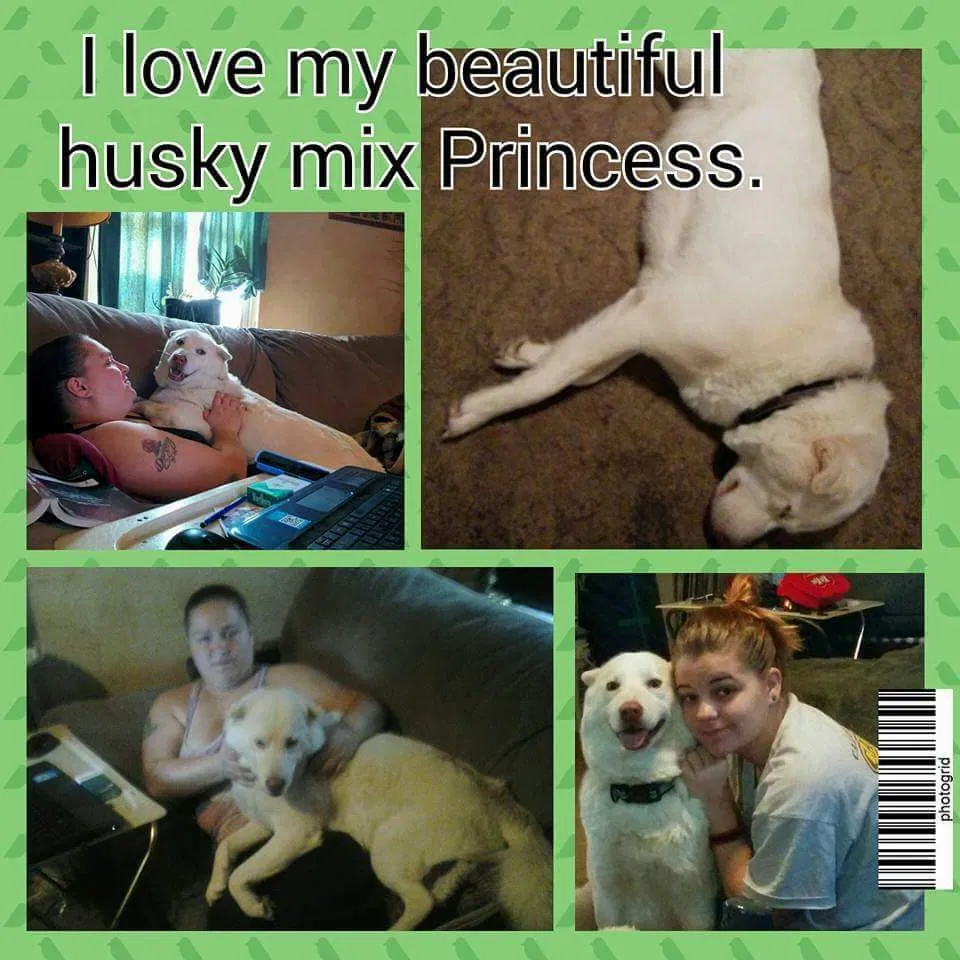Lost dog in Fayetteville, NC, 28306