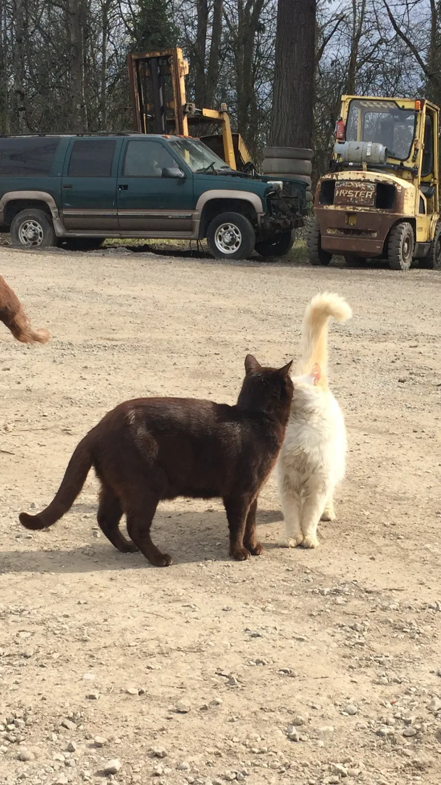 Lost cat in Tacoma, WA, 98445