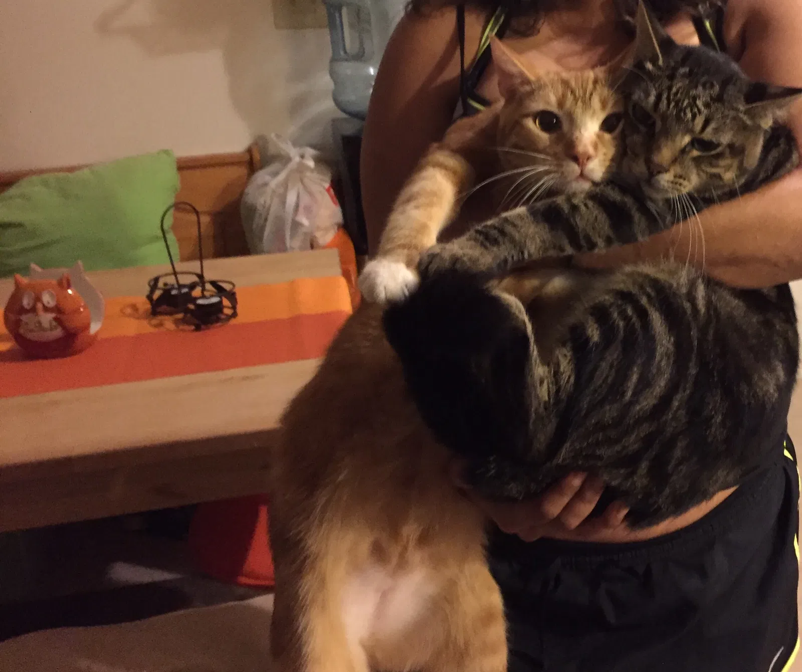 Lost cat in Lakeland, FL, 33810