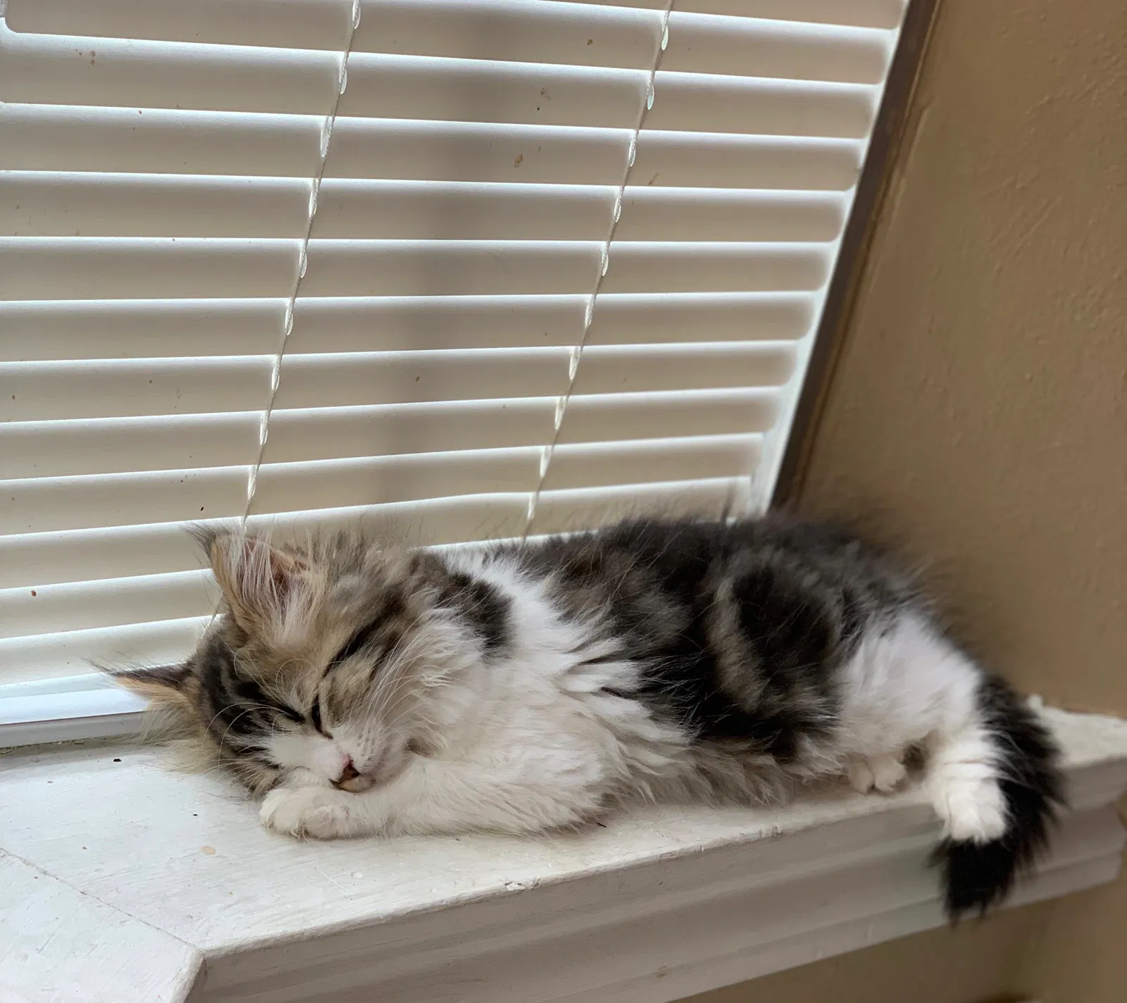 Lost cat in Channelview, TX, 77530