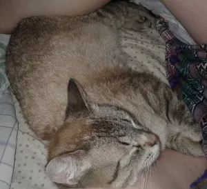 Lost cat in Columbia, TN, 38401