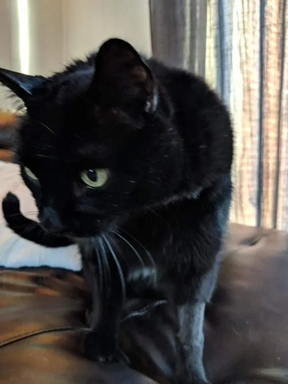 Lost cat in Westland, MI, 48185