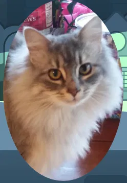 Lost cat in Snohomish, WA, 98296
