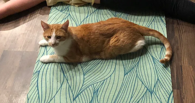 Lost cat in Vista, CA, 92081