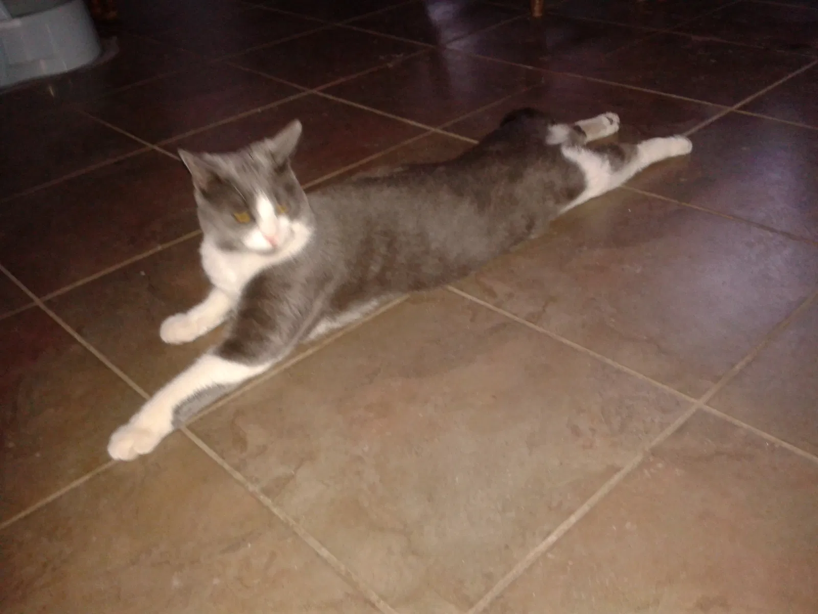 Lost cat in Fort Edward, NY, 12828