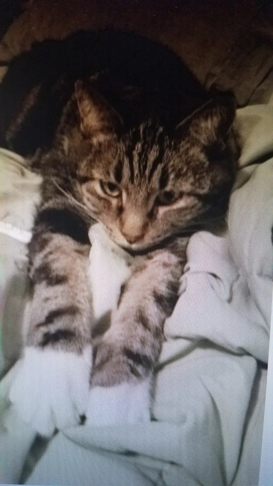 Lost cat in Bargersville, IN, 46106