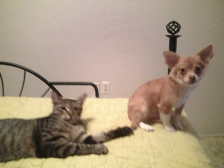 Lost cat in San Diego, CA, 92127