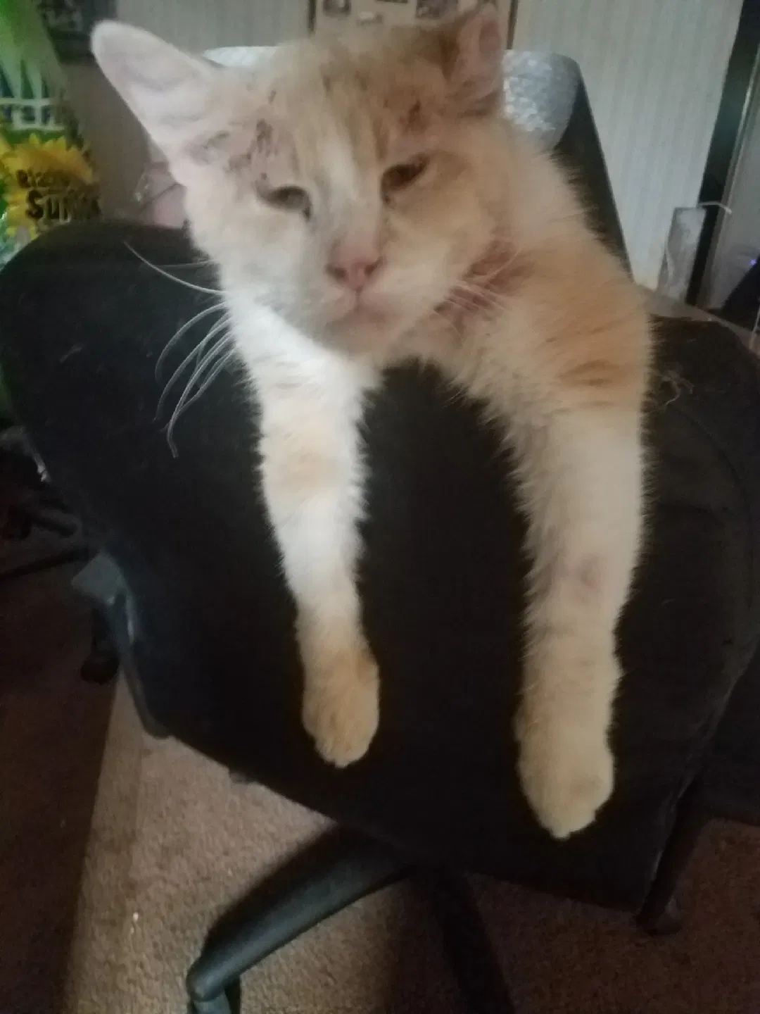 Lost cat in Howell, MI, 48843