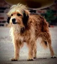 Lost dog in Hancock, WI, 54943