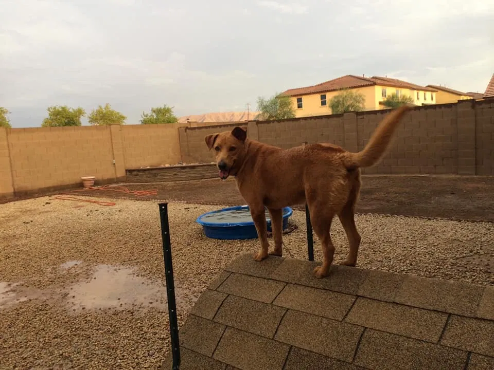 Lost dog in Phoenix, AZ, 85037