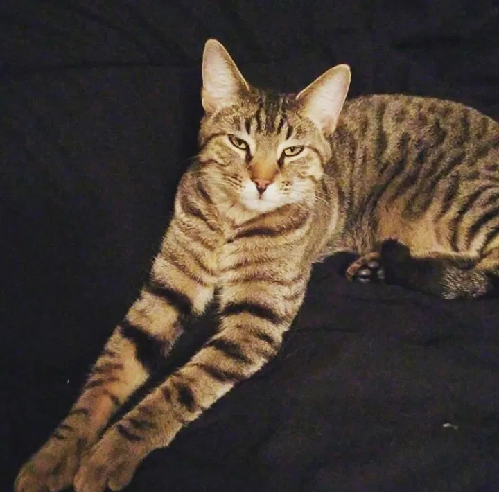 Lost cat in Tulsa, OK, 74128