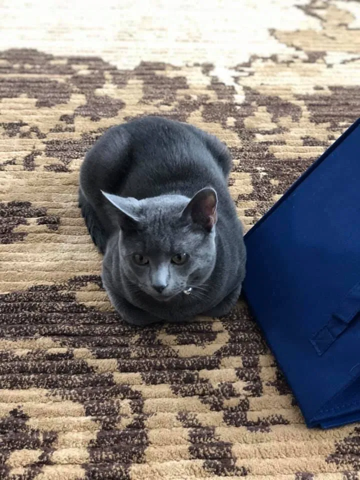 Lost cat in Marshall, WI, 53559