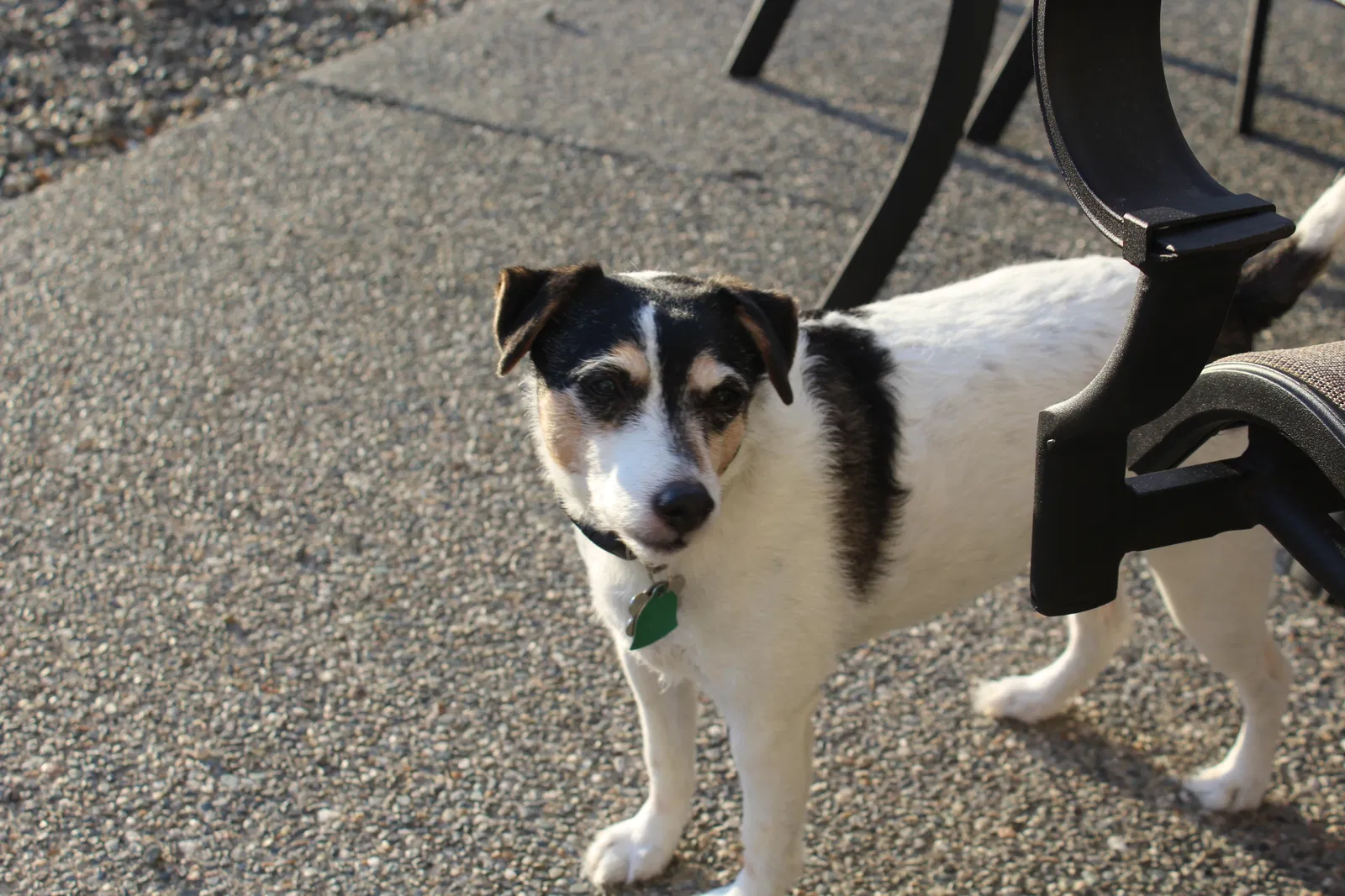 Lost dog in Mount Vernon, WA, 98273