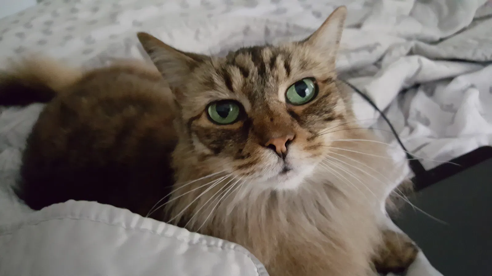 Lost cat in Savannah, GA, 31405