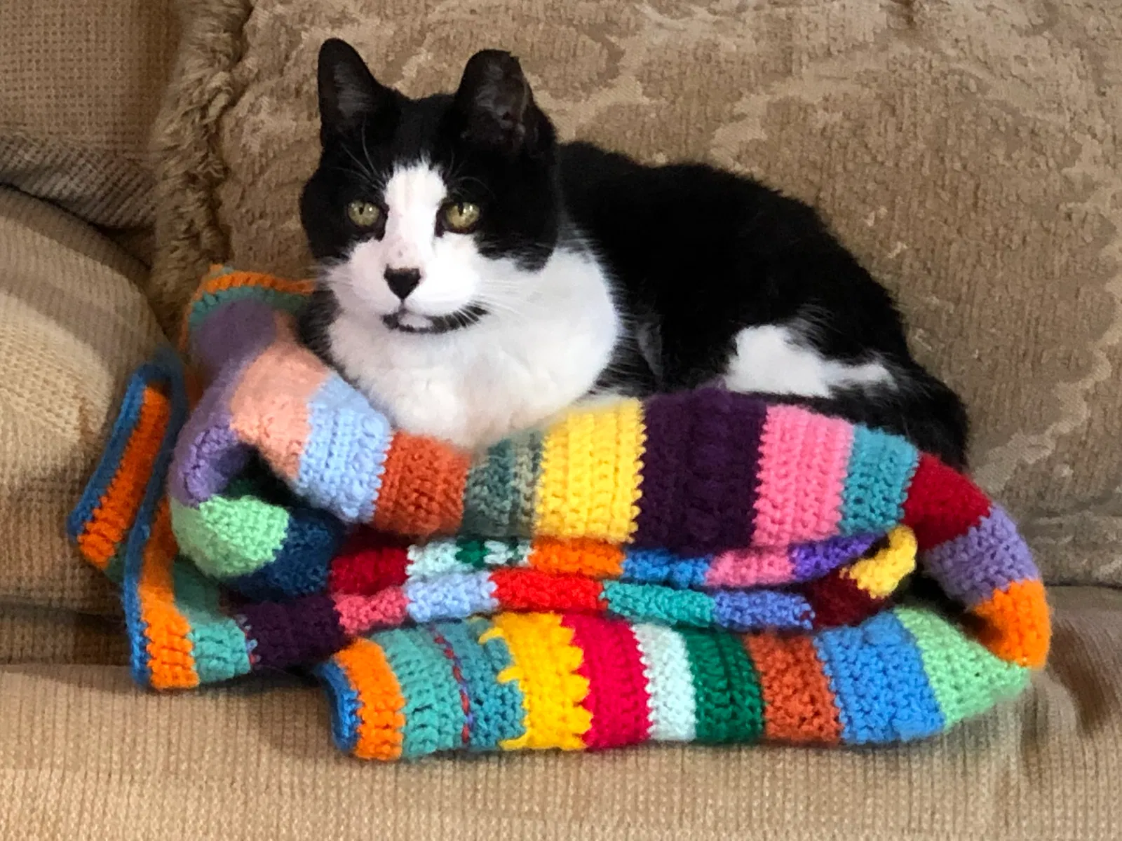 Lost cat in Brazil, IN, 47834