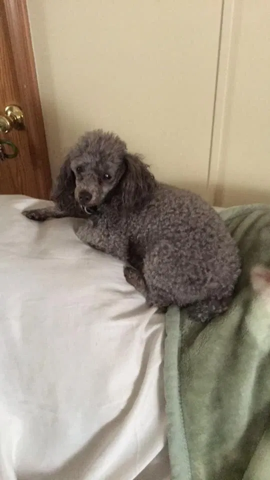 Lost dog in Coxs Creek, KY, 40013