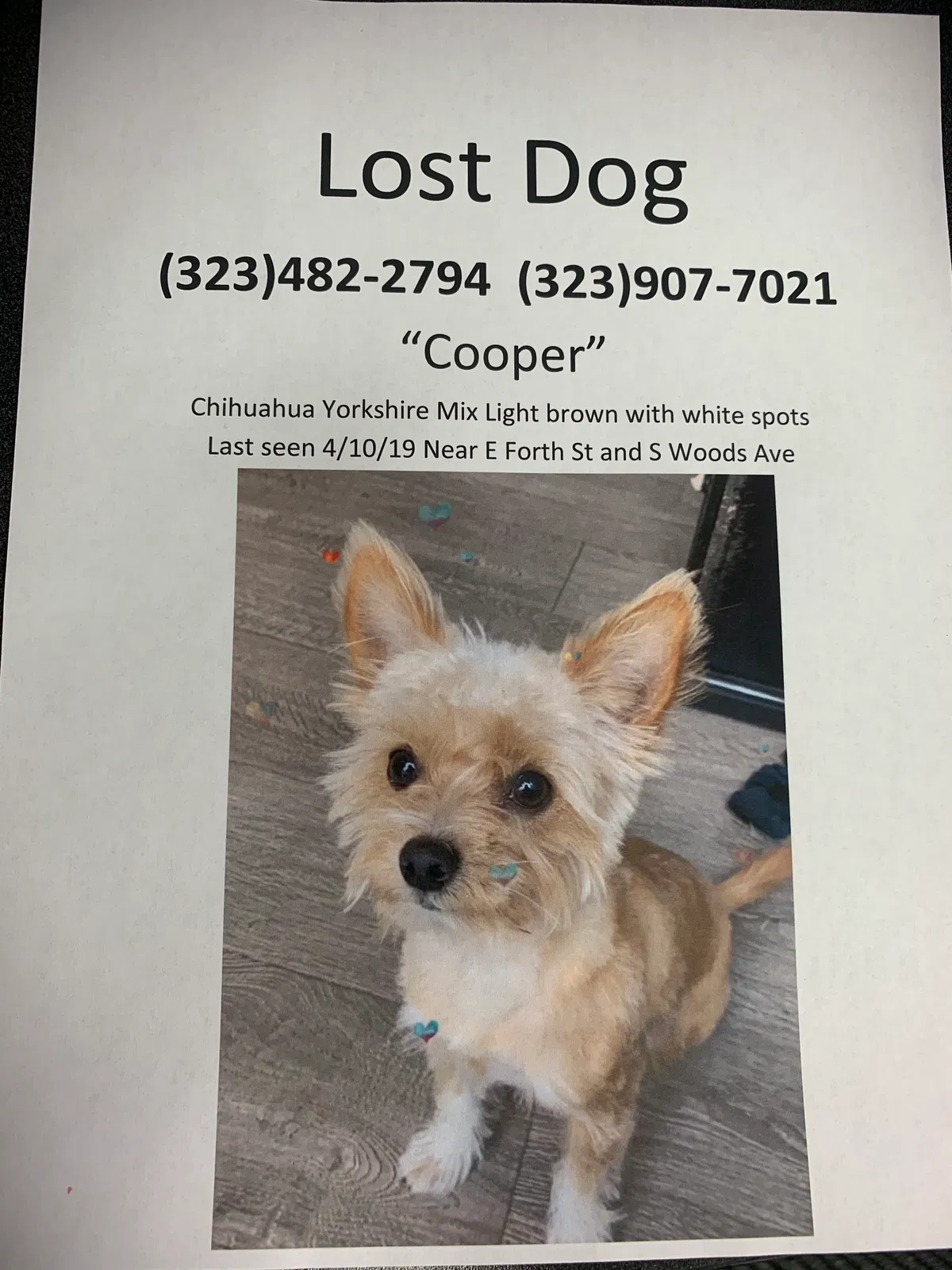 Lost dog in Los Angeles, CA, 90022