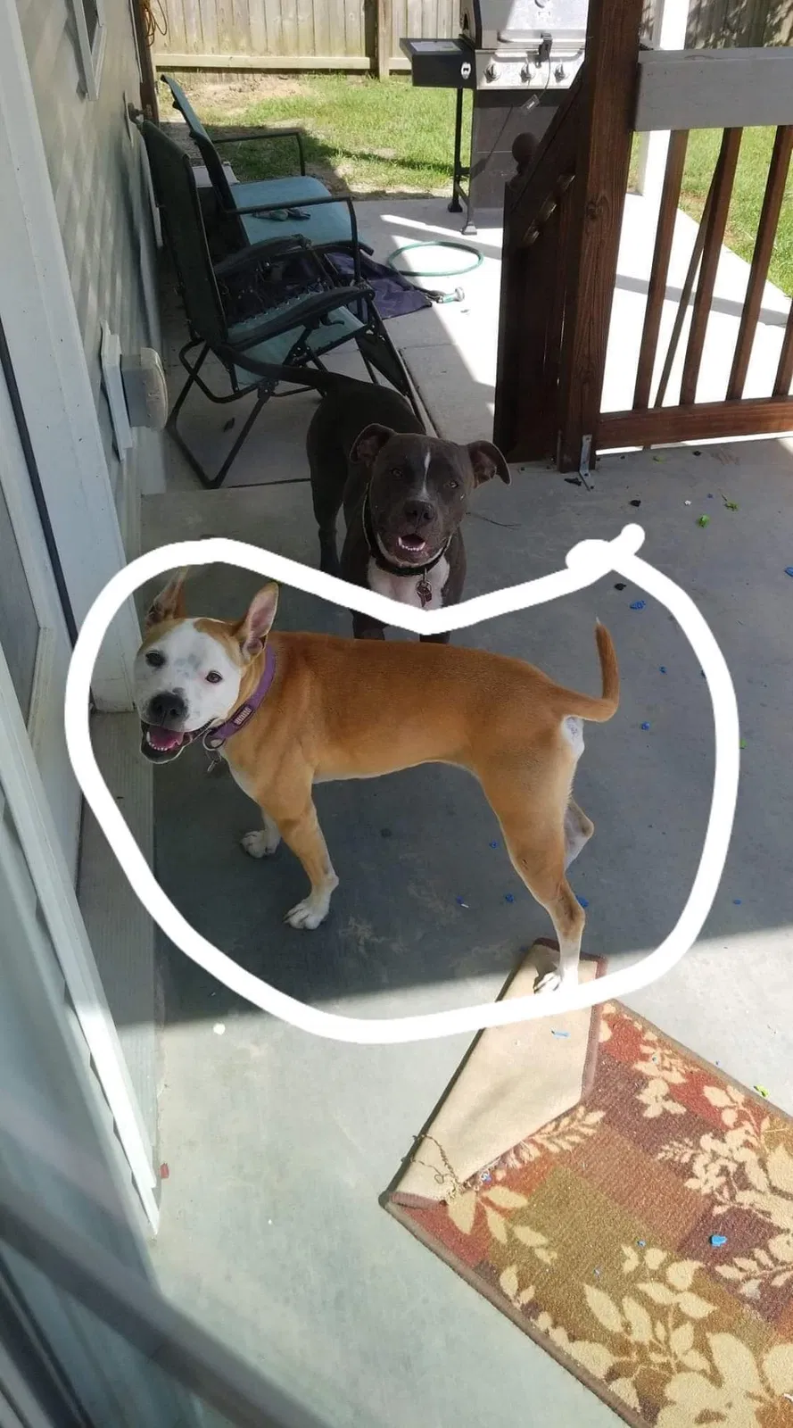 Lost dog in Jacksonville, NC, 28540
