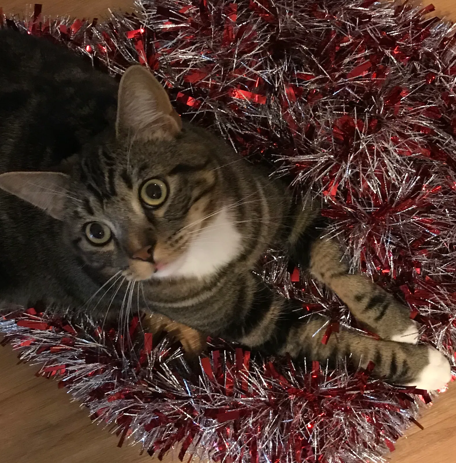 Lost cat in Silverdale, WA, 98315
