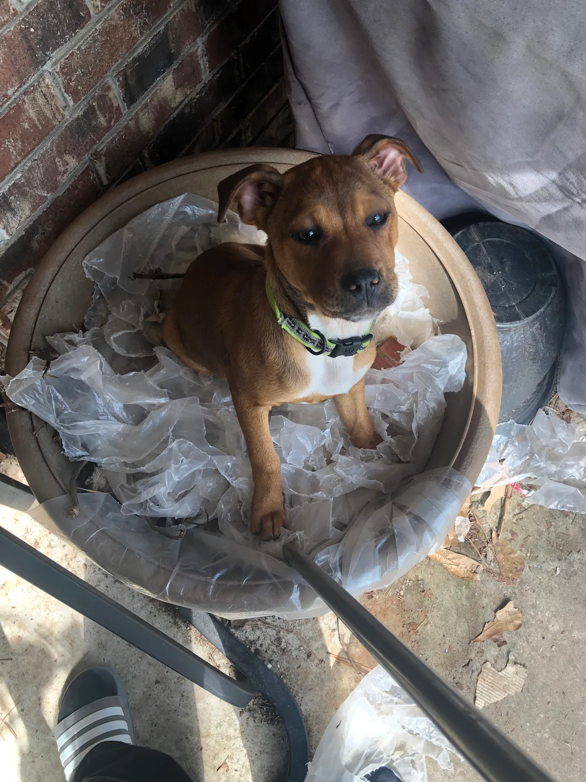 Lost dog in Shreveport, LA, 71106