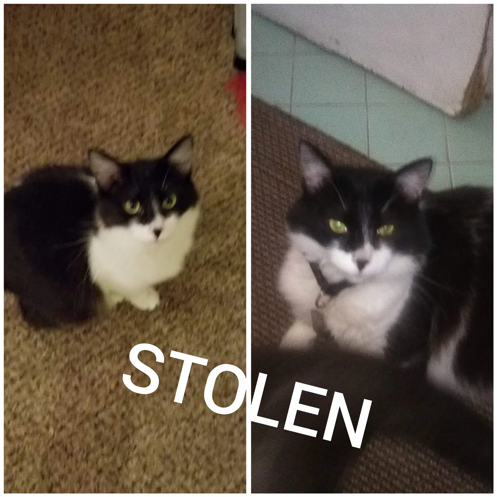 Lost cat in Fresno, CA, 93706