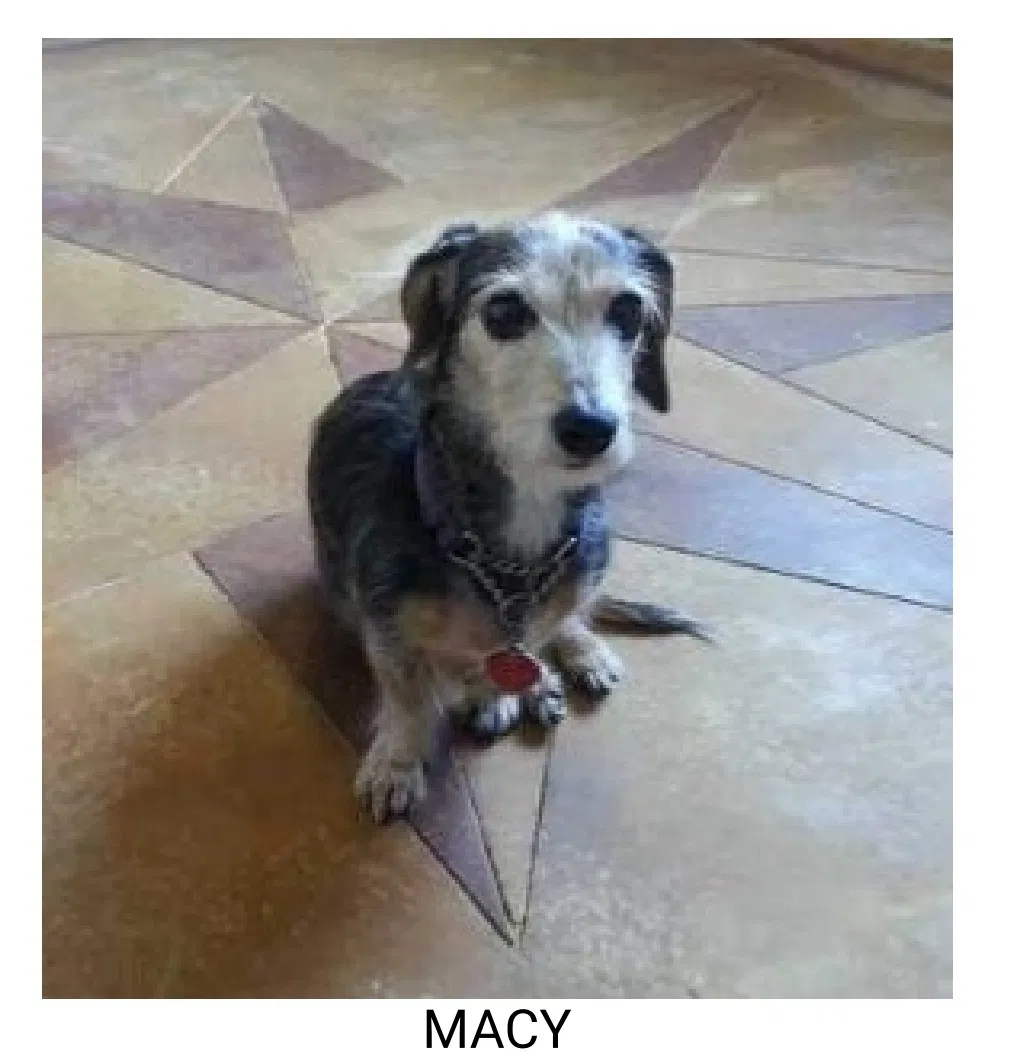 Lost dog in Austin, TX, 78724
