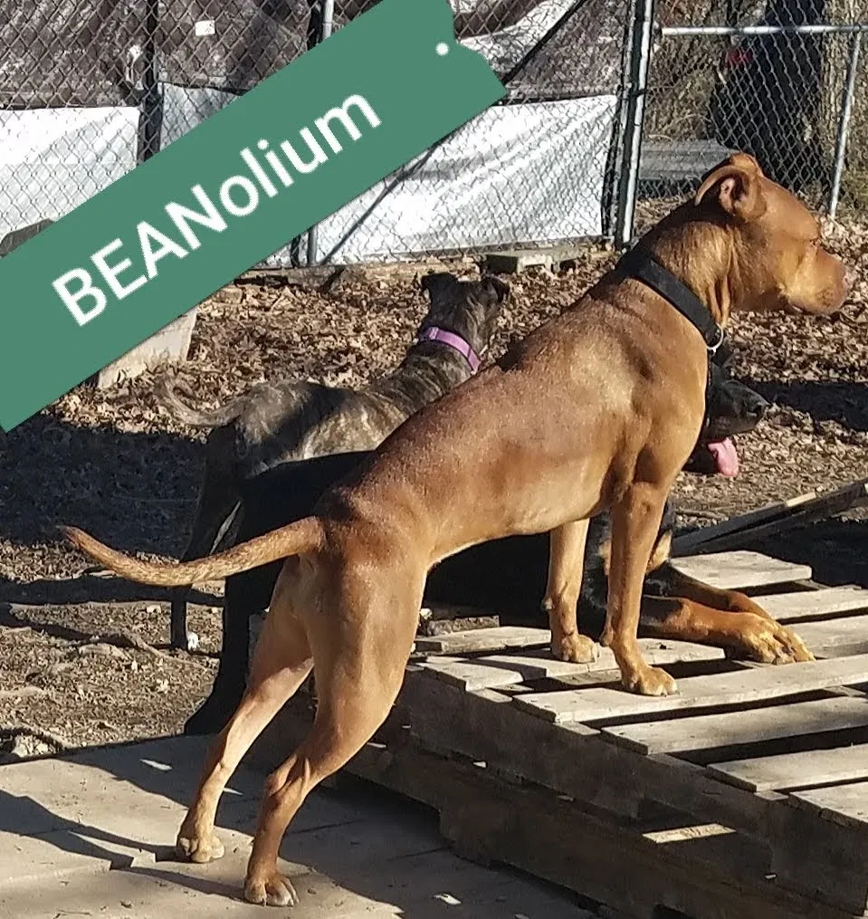 Lost dog in Knoxville, TN, 37924