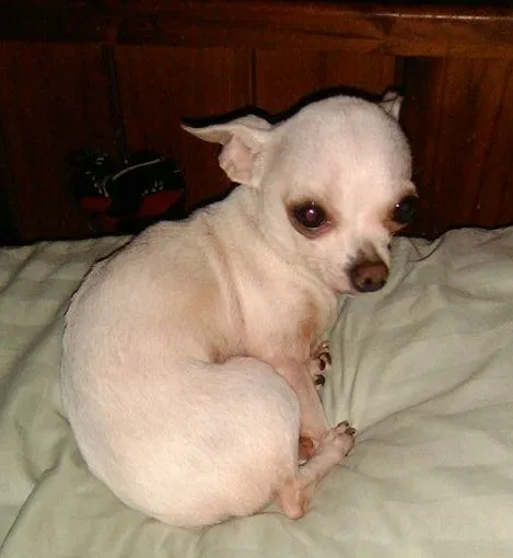 Lost dog in Albany, GA, 31705