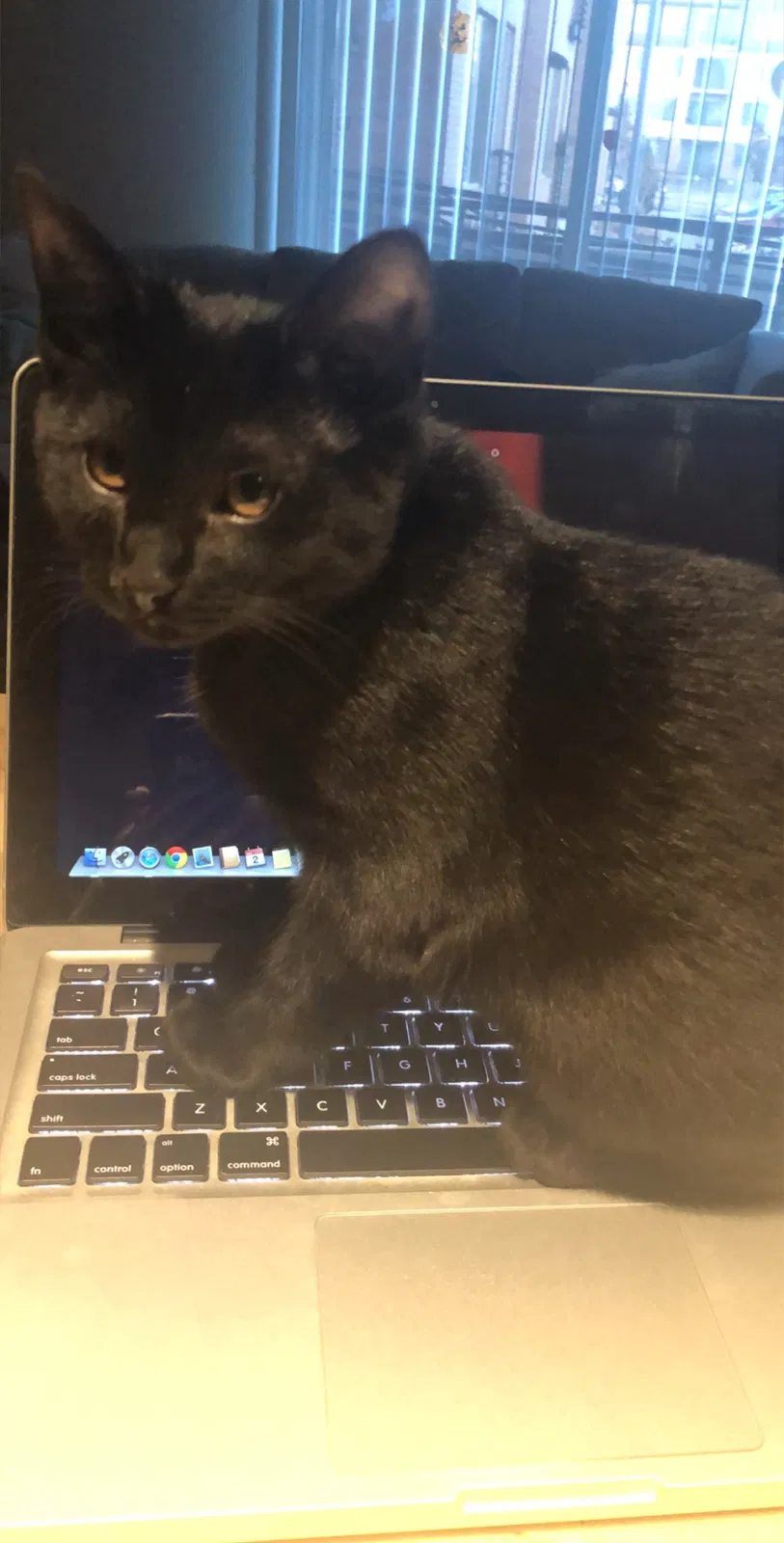 Lost cat in Brighton, CO, 80601