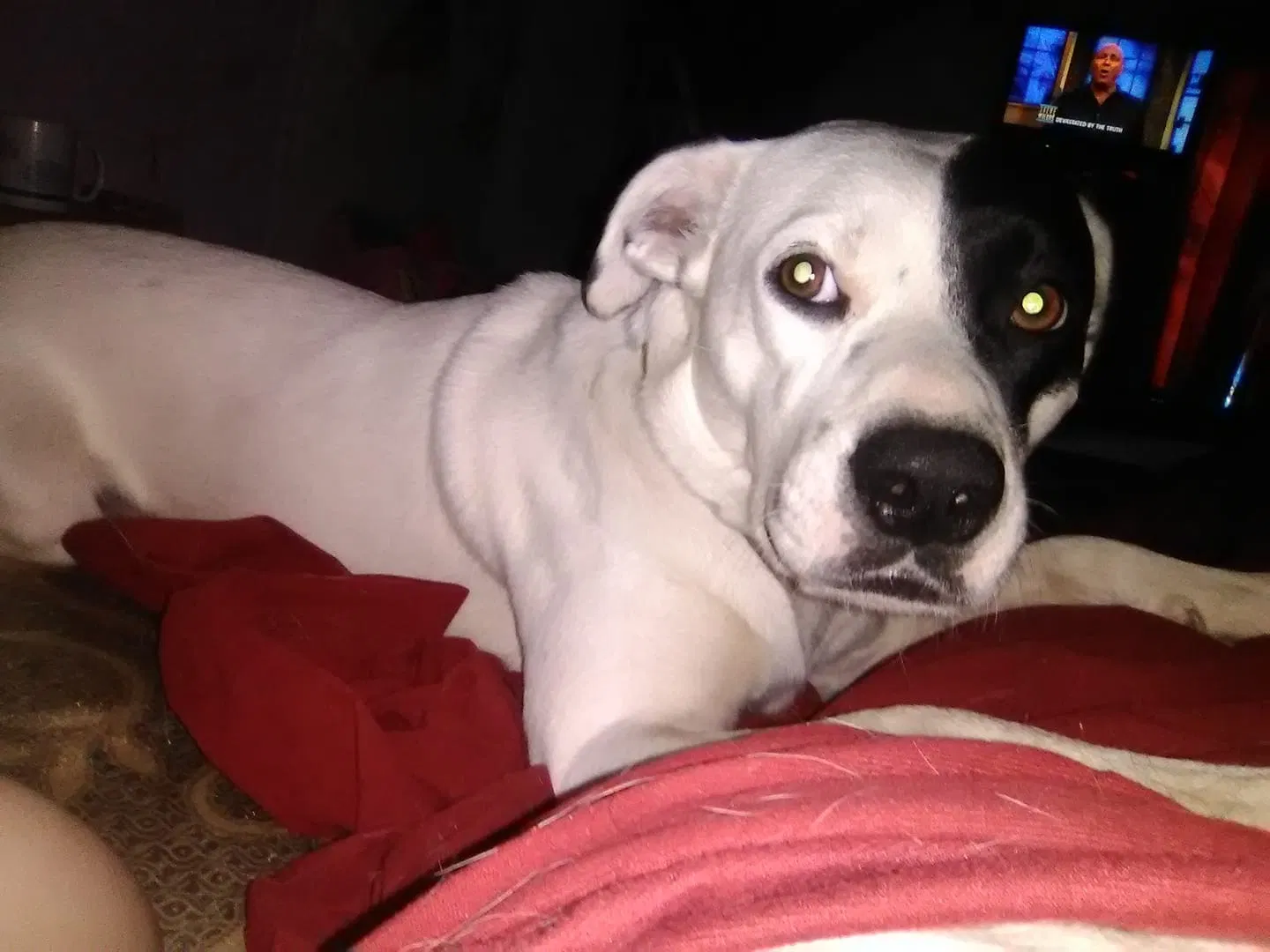 Lost dog in Shreveport, LA, 71106