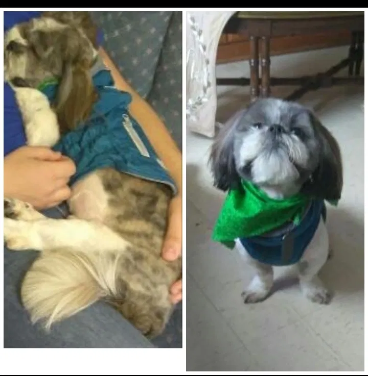 Lost dog in Round Lake, IL, 60073