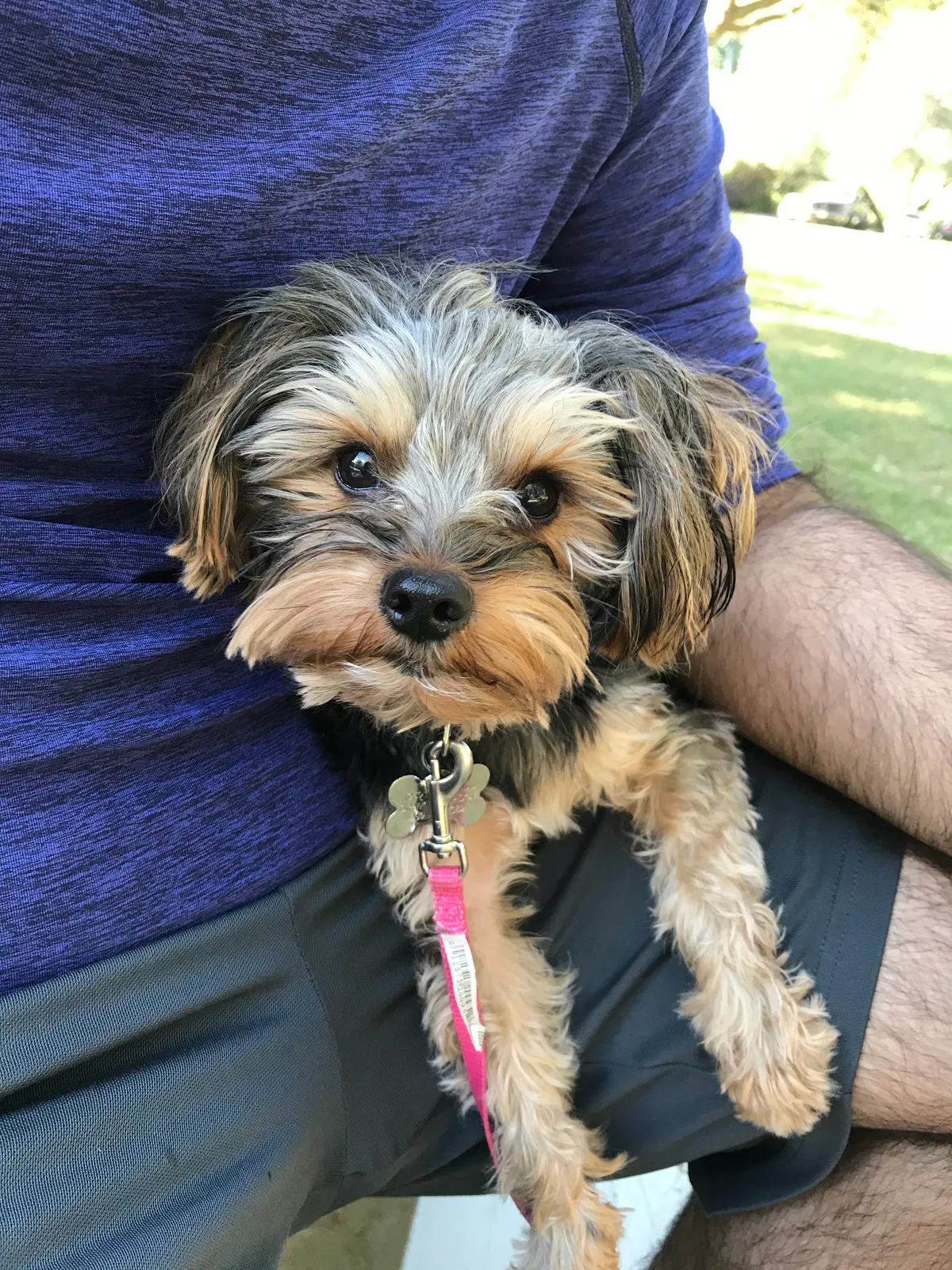 Lost dog in Woodbridge, CA, 95258