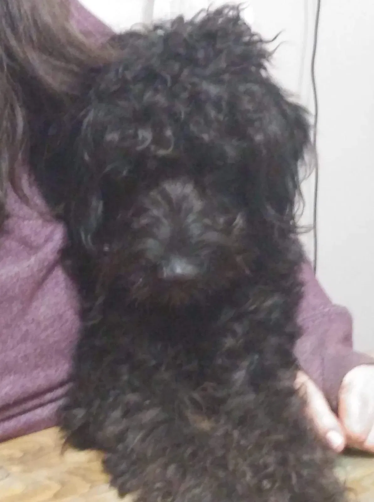 Lost dog in Grand Rapids, MI, 49504