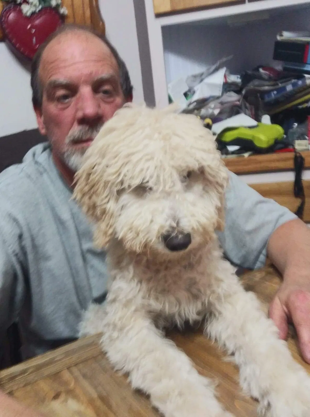 Lost dog in Grand Rapids, MI, 49504
