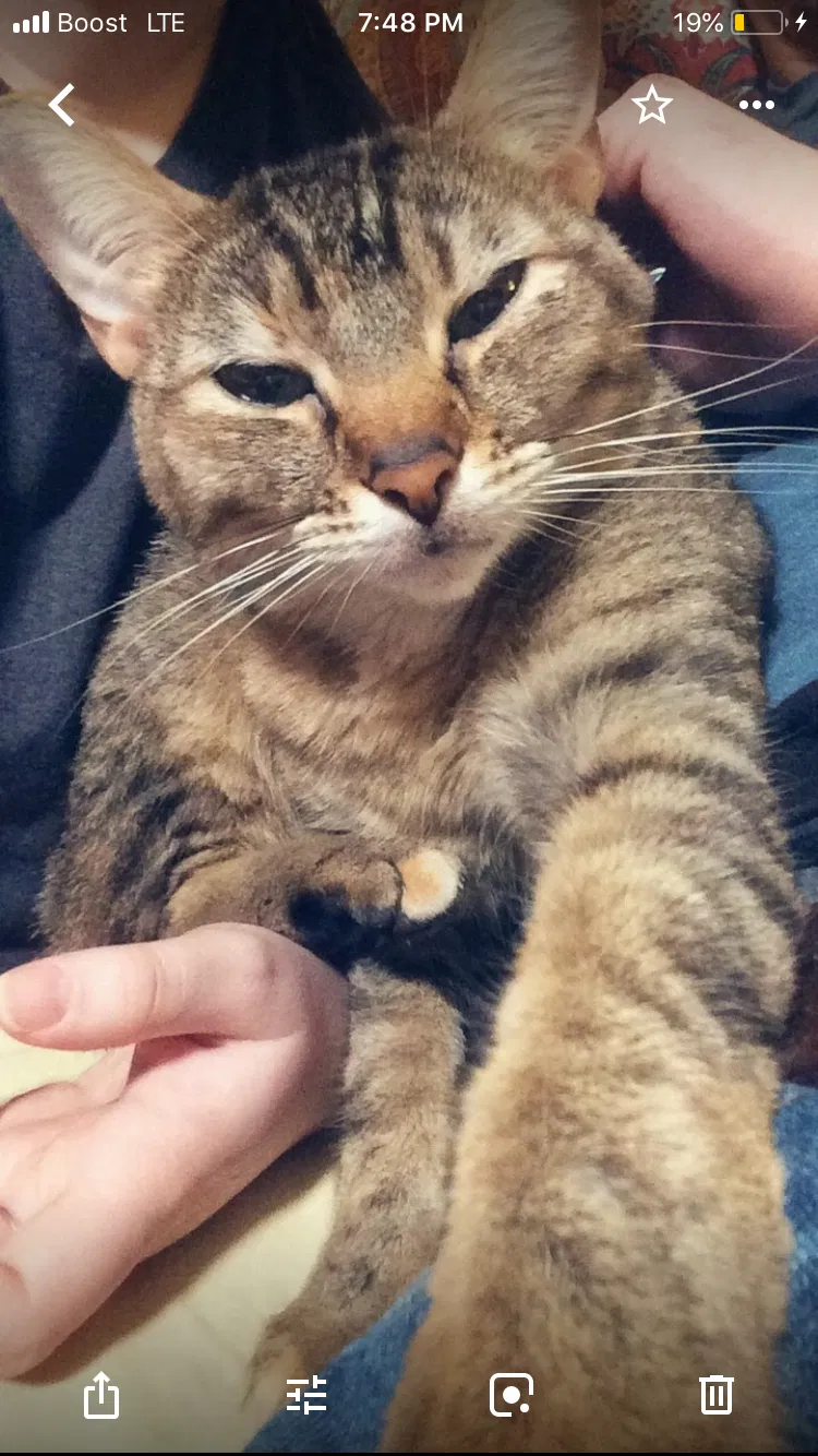 Lost cat in Fairmont, WV, 26554