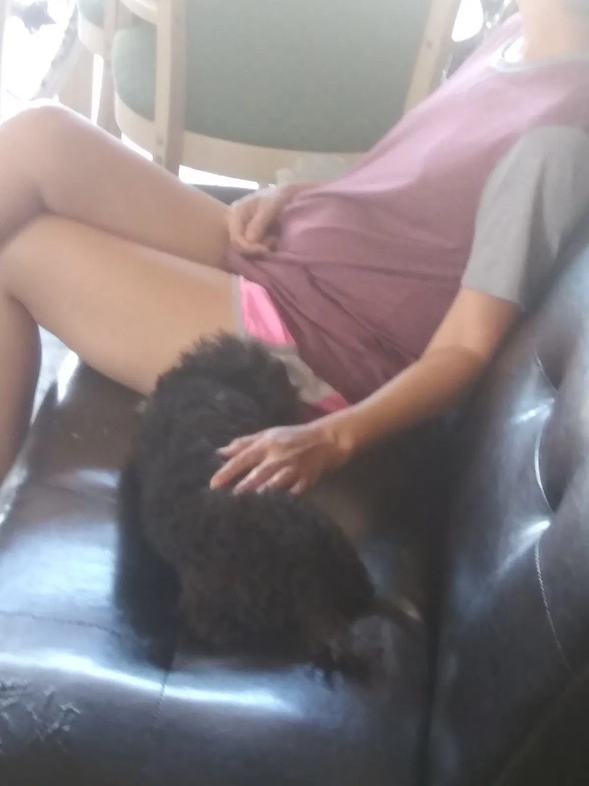 Lost dog in New Port Richey, FL, 34652