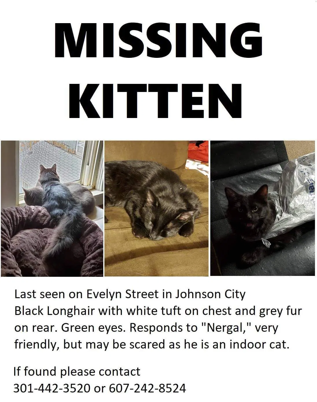 Lost cat in Unknown, NY, 13799