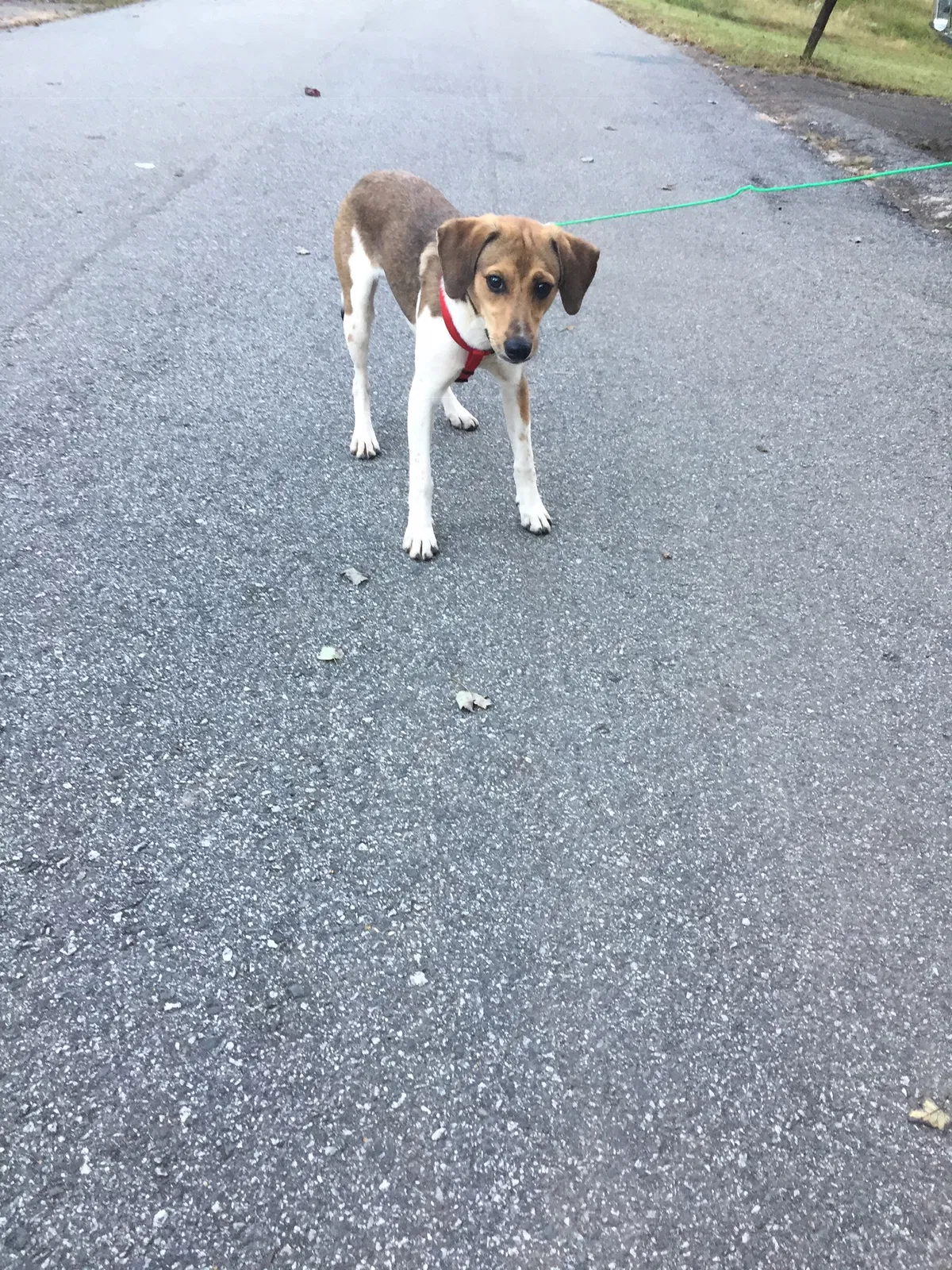 Lost dog in Kernersville, NC, 27284