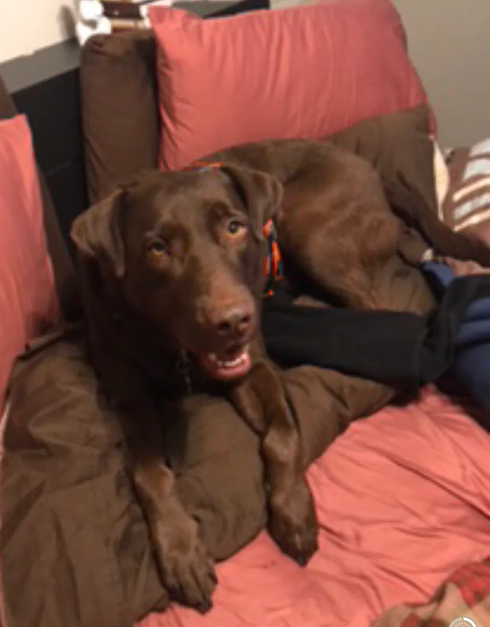 Lost dog in Fuquay Varina, NC, 27526
