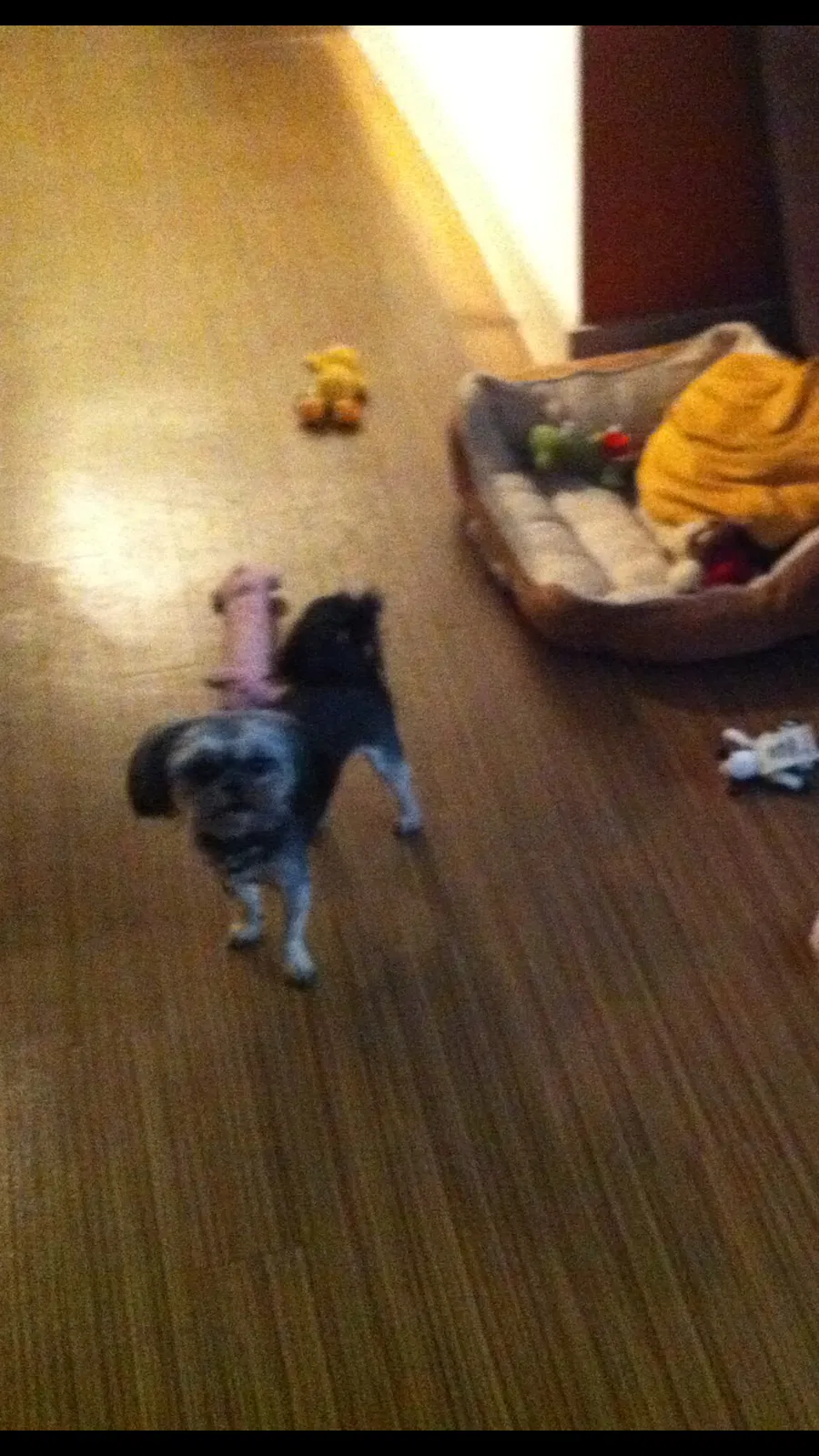 Lost dog in Georgetown, TX, 78628